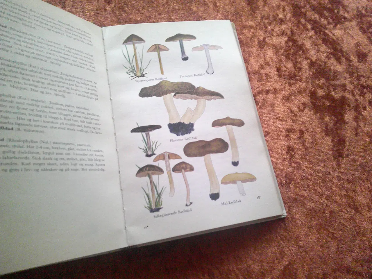 Billede 3 - Illustreret svampeflora, Morten Lange