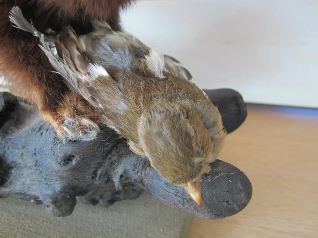 Billede 3 - Rigtig fin udstoppet Ilder med en fugl. se billede