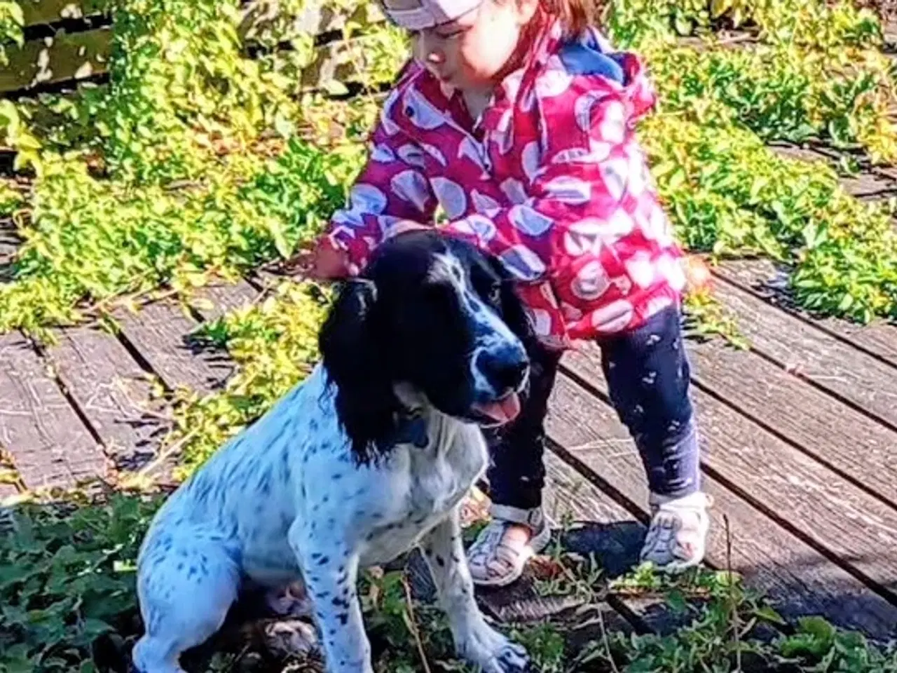 Billede 1 - Energisk og glad for engelsk springer 