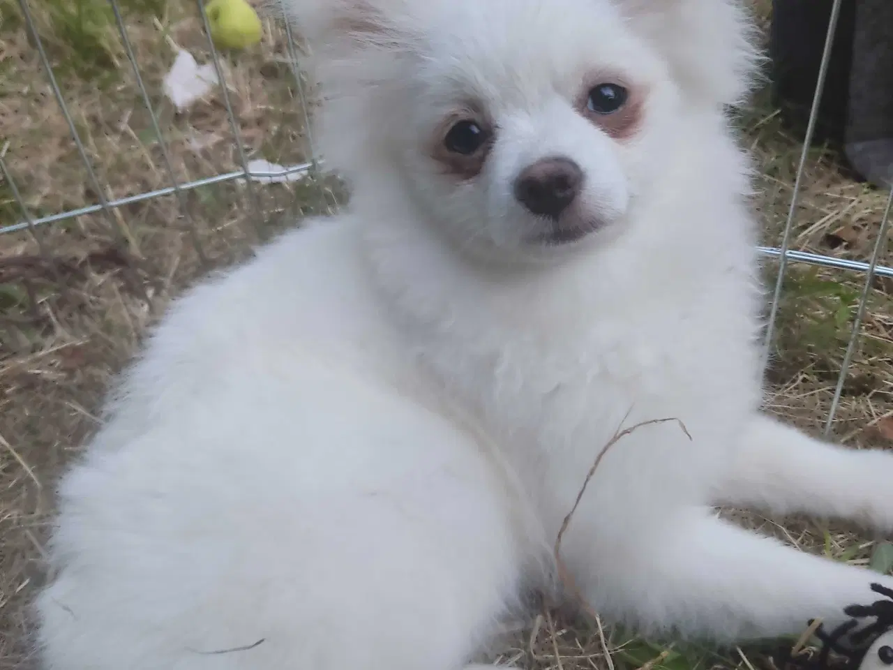Billede 11 - Mini Pomeranian 