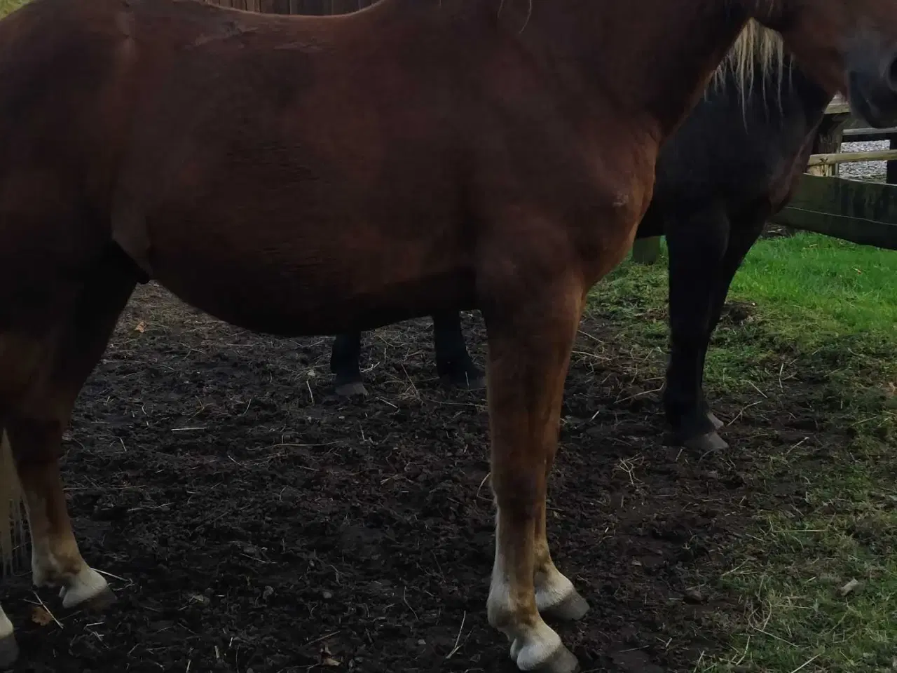 Billede 4 - Sød pony vallak