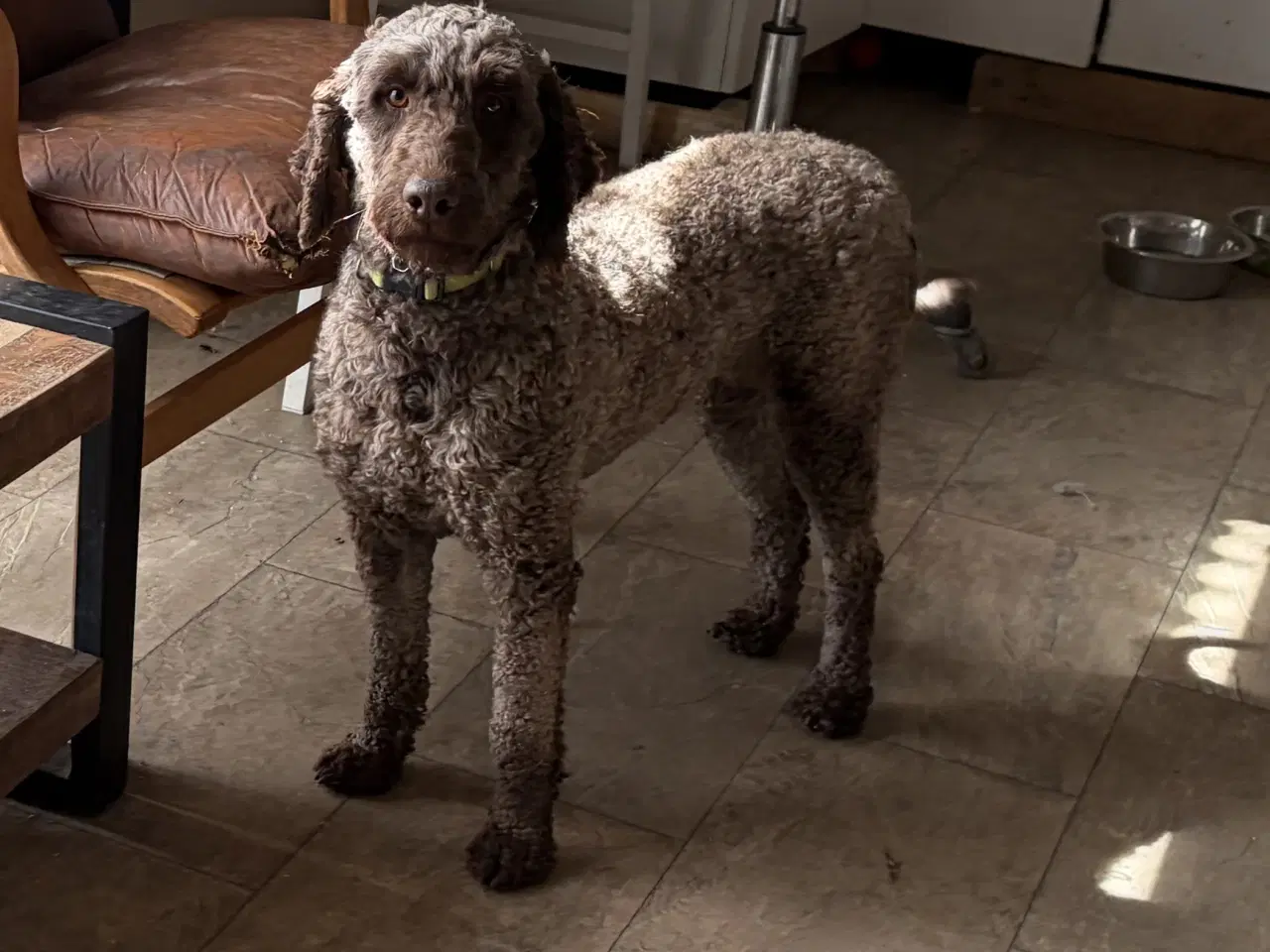 Billede 12 - 2 voksne mellem puddel piger