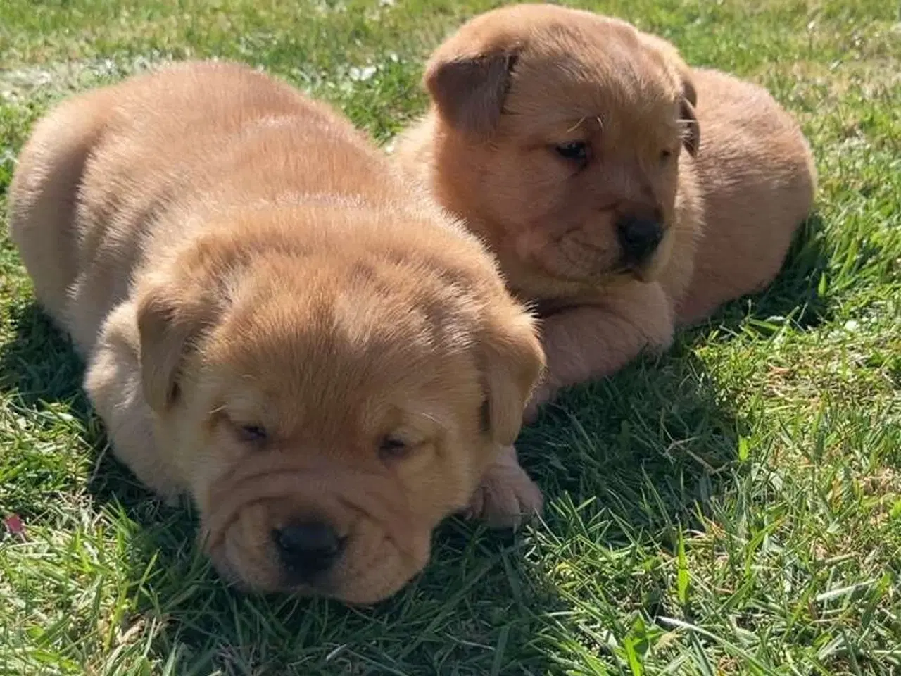 Billede 14 - Blandings Hvalpe 3/4 labrador 1/4 chow chow