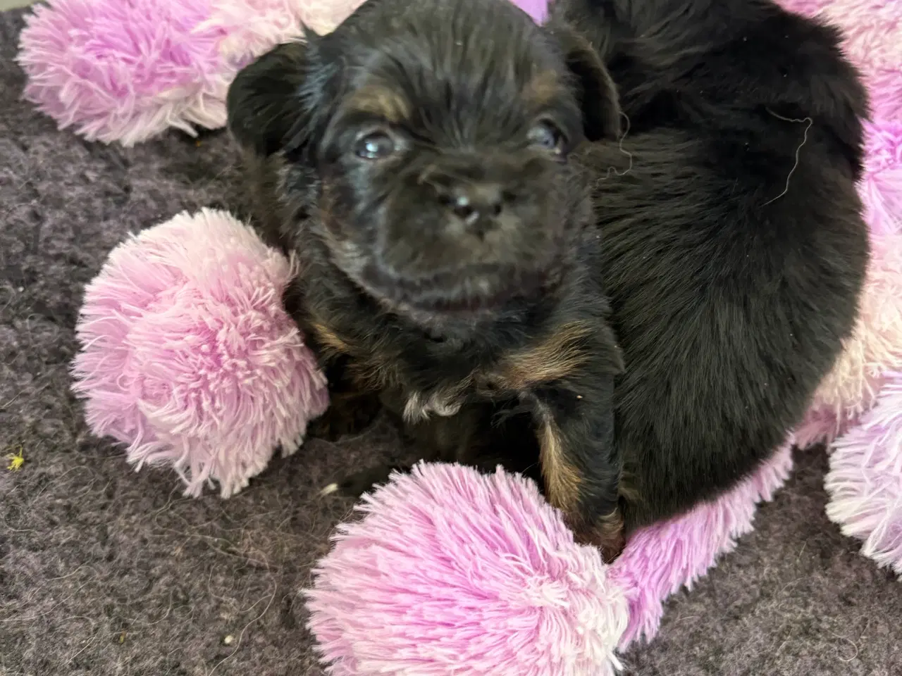 Billede 4 - Tibetansk spaniel