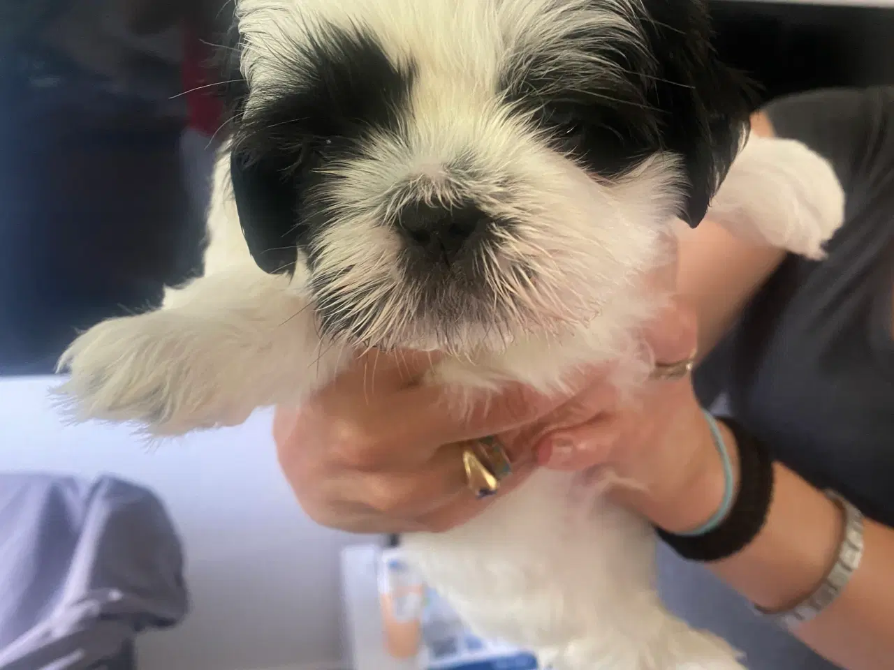 Billede 4 - Shih Tzu Hvalpe  søger sit nye hjem