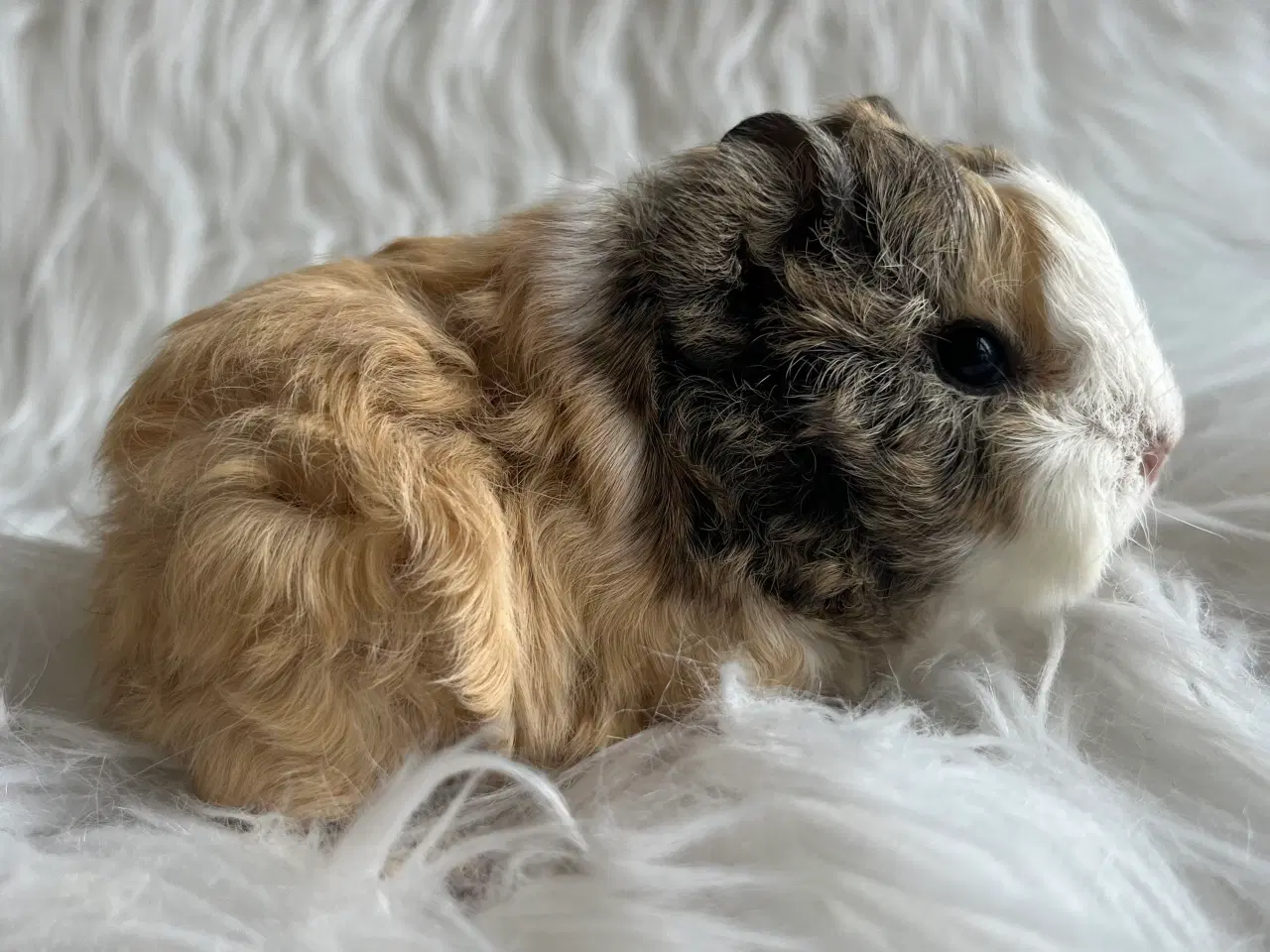 Billede 8 - Han unger