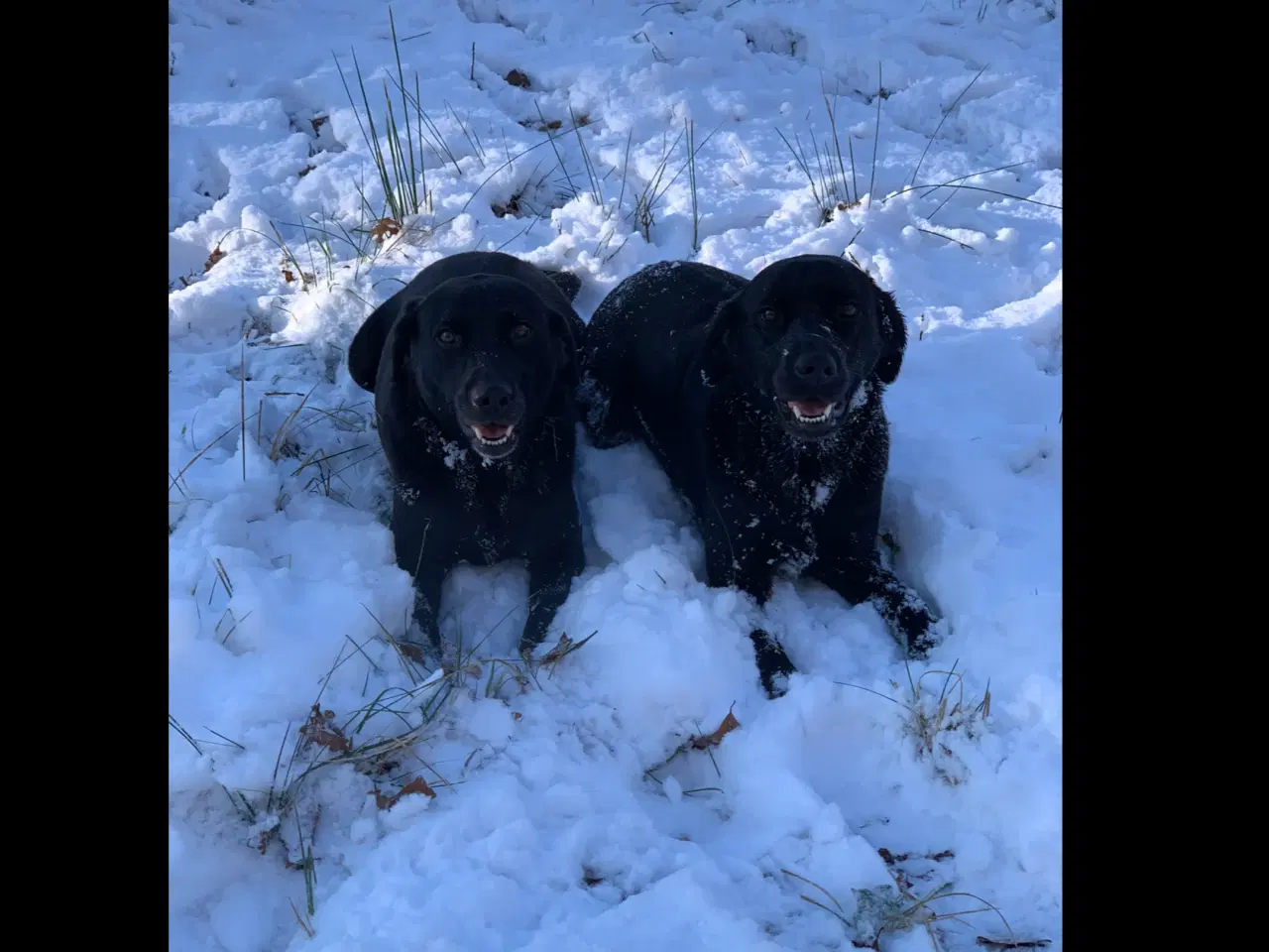 Billede 3 - F1 Labrador hvalpe