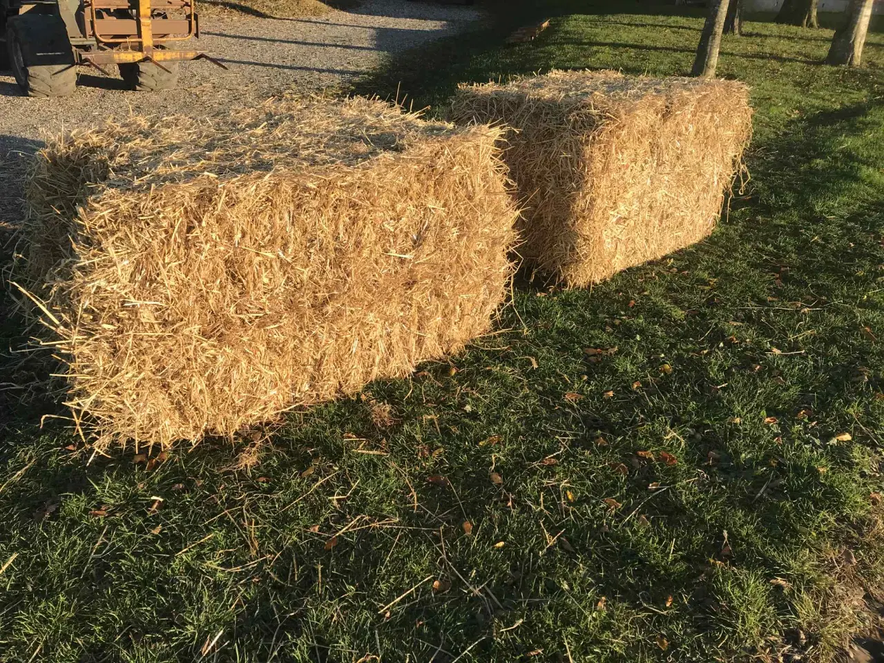 Billede 2 - Vårbyg halm