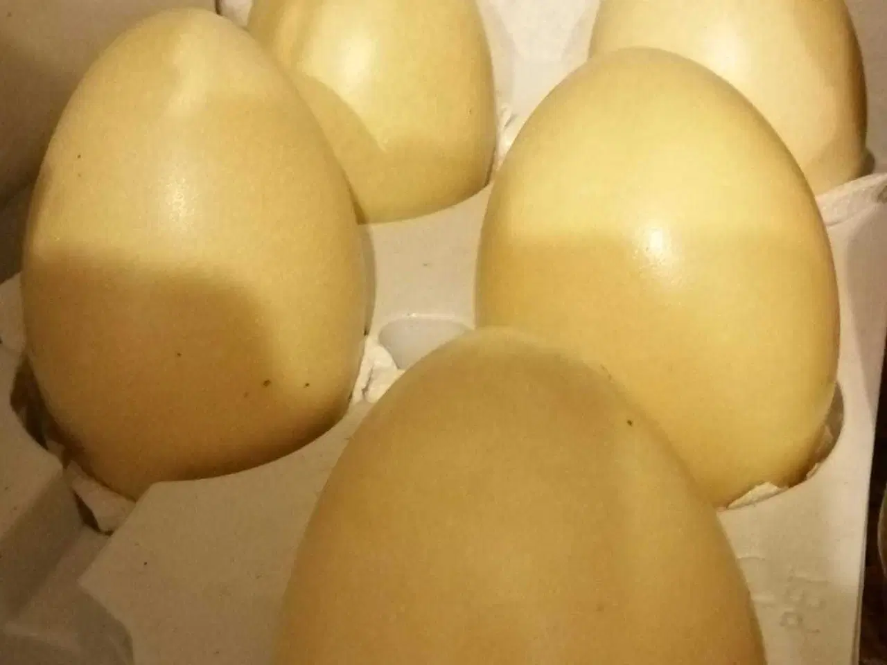 Billede 2 - Nandu æg (spisning, deko osv) 