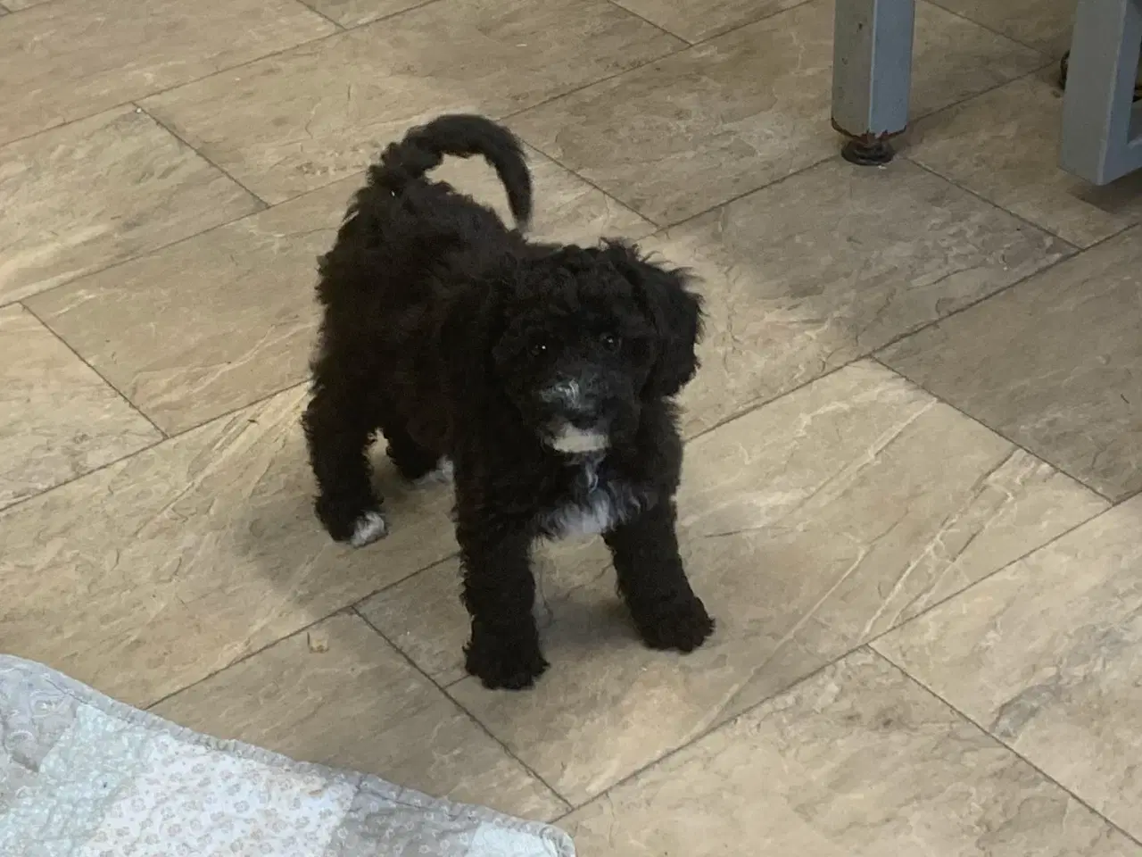 Billede 14 - Maltipoo babyer er rejse klar nu 