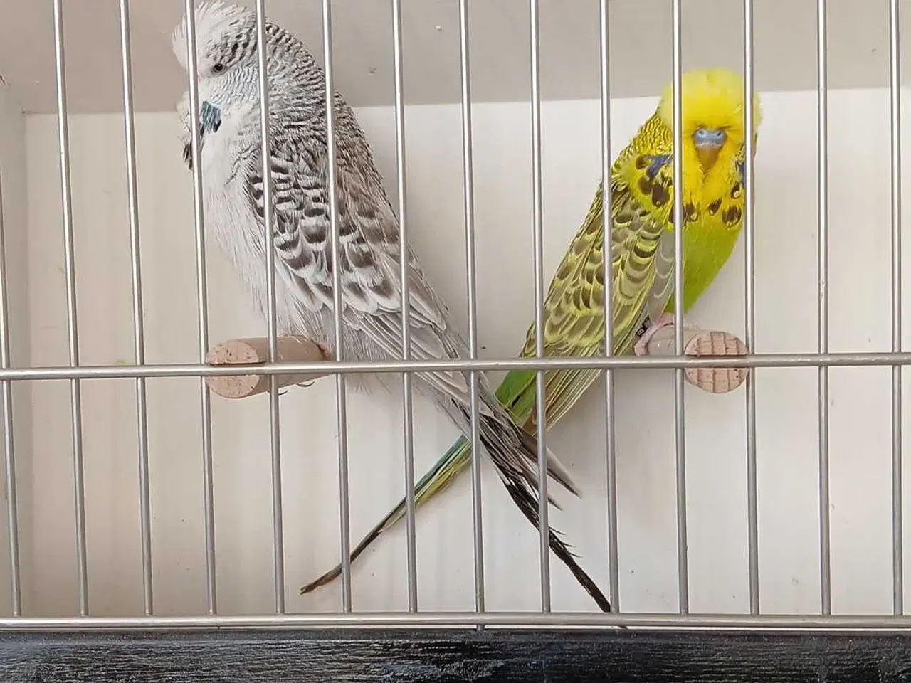 Billede 8 - 1 par Engelske undulater 