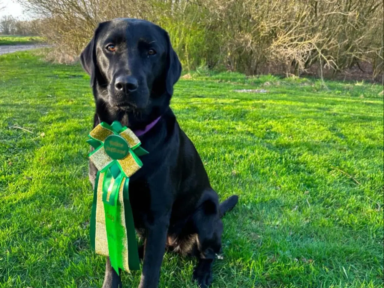 Billede 4 - Labrador Retriever