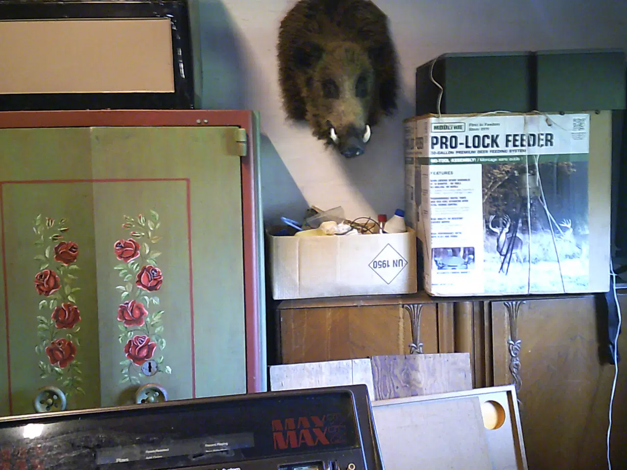 Billede 1 - Hovedmonteret vildsvin