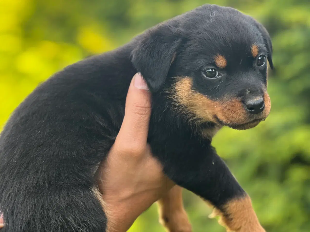 Billede 5 - Rottweiler hvalpe 