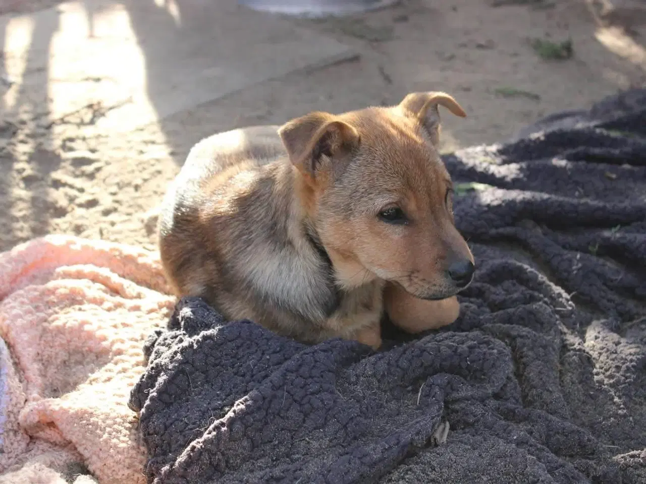 Billede 4 - Søde Dina leder efter sit 4-ever hjem 🏡💝