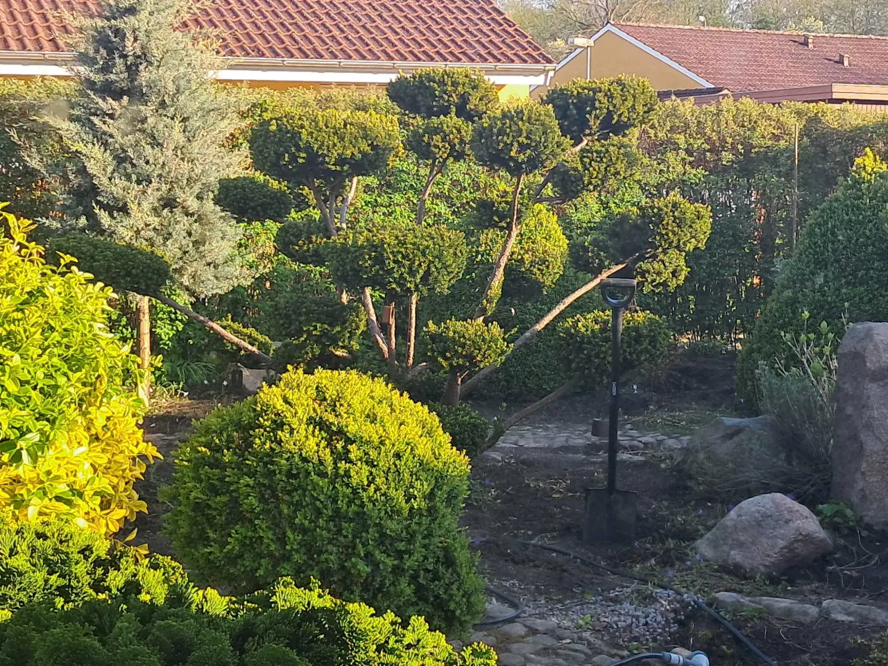 Billede 2 - Flotte haveplanter og havesten bortgives 