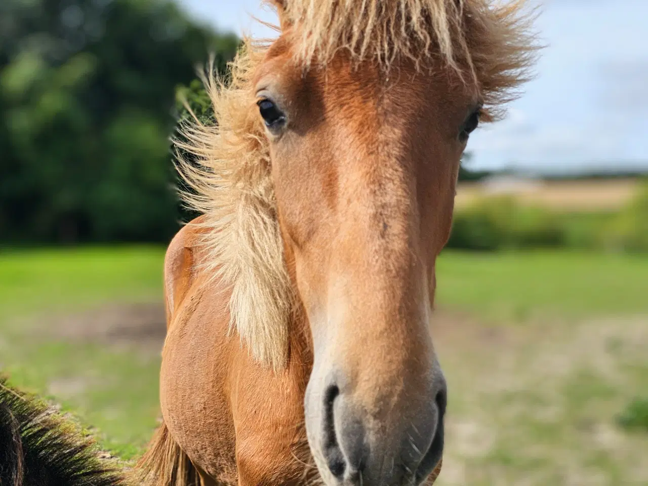 Billede 2 - Avl - Stævne eller luksus ridehest <3 