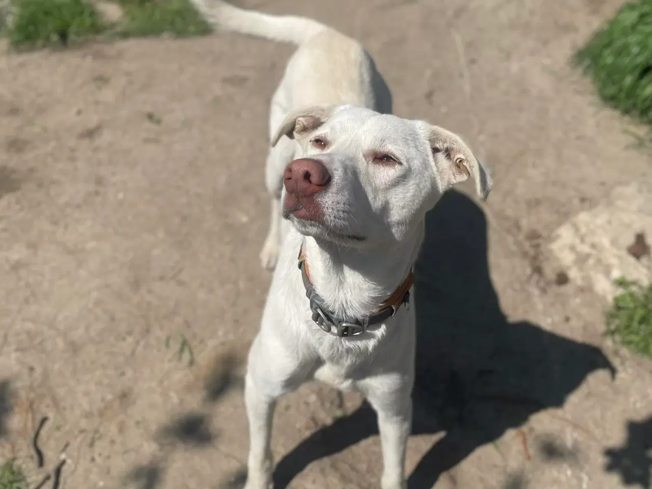 Billede 5 - Smukkeste Snoopy søger sit helt eget hjem