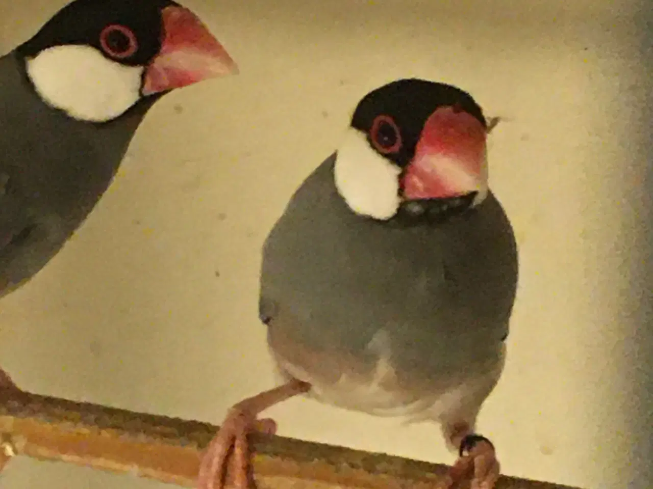 Billede 1 - Risfugle