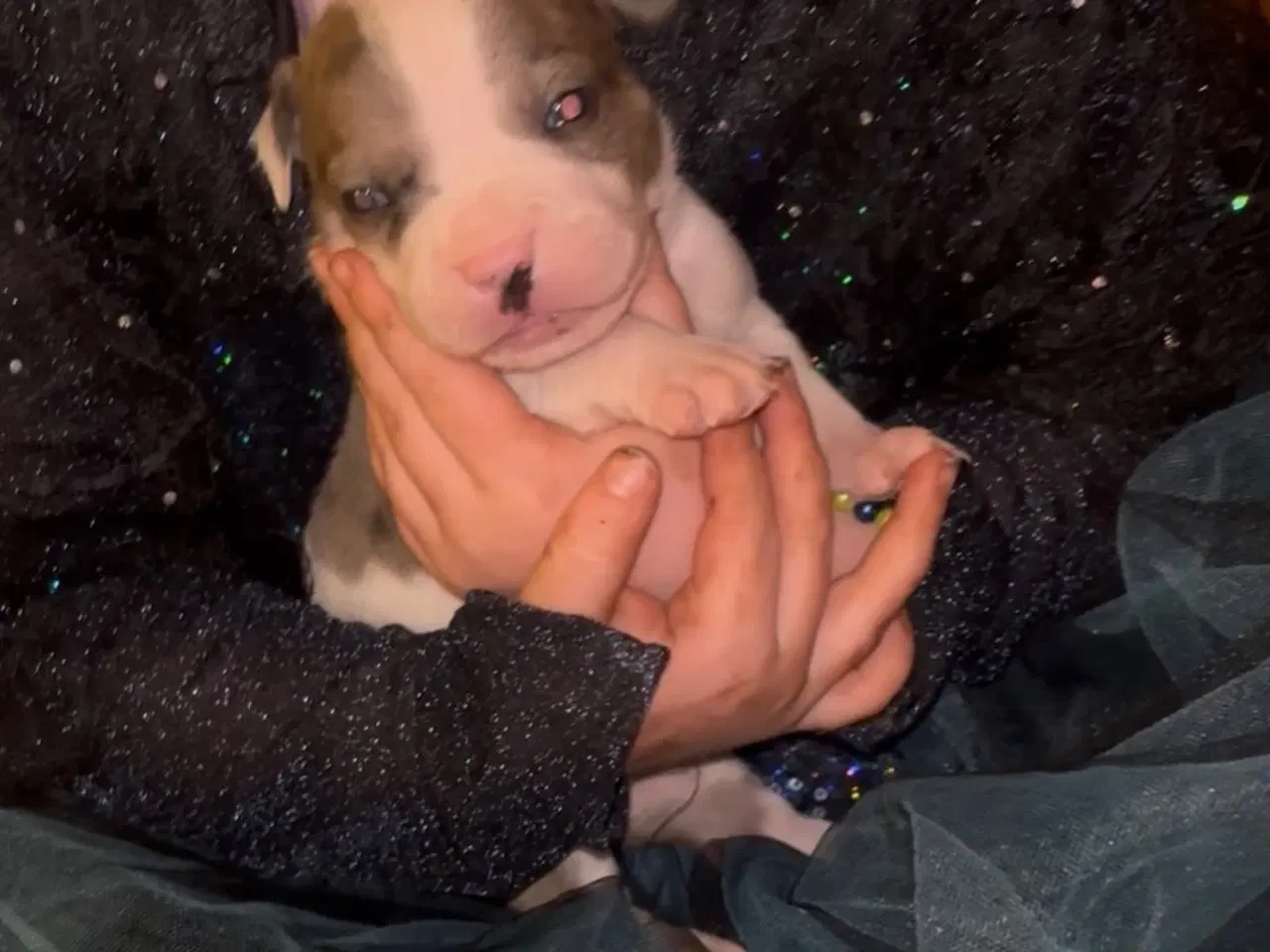 Billede 8 - Hundehvalpe staff og fransk