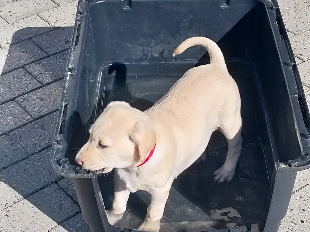 Billede 5 - Gul labrador tæve.