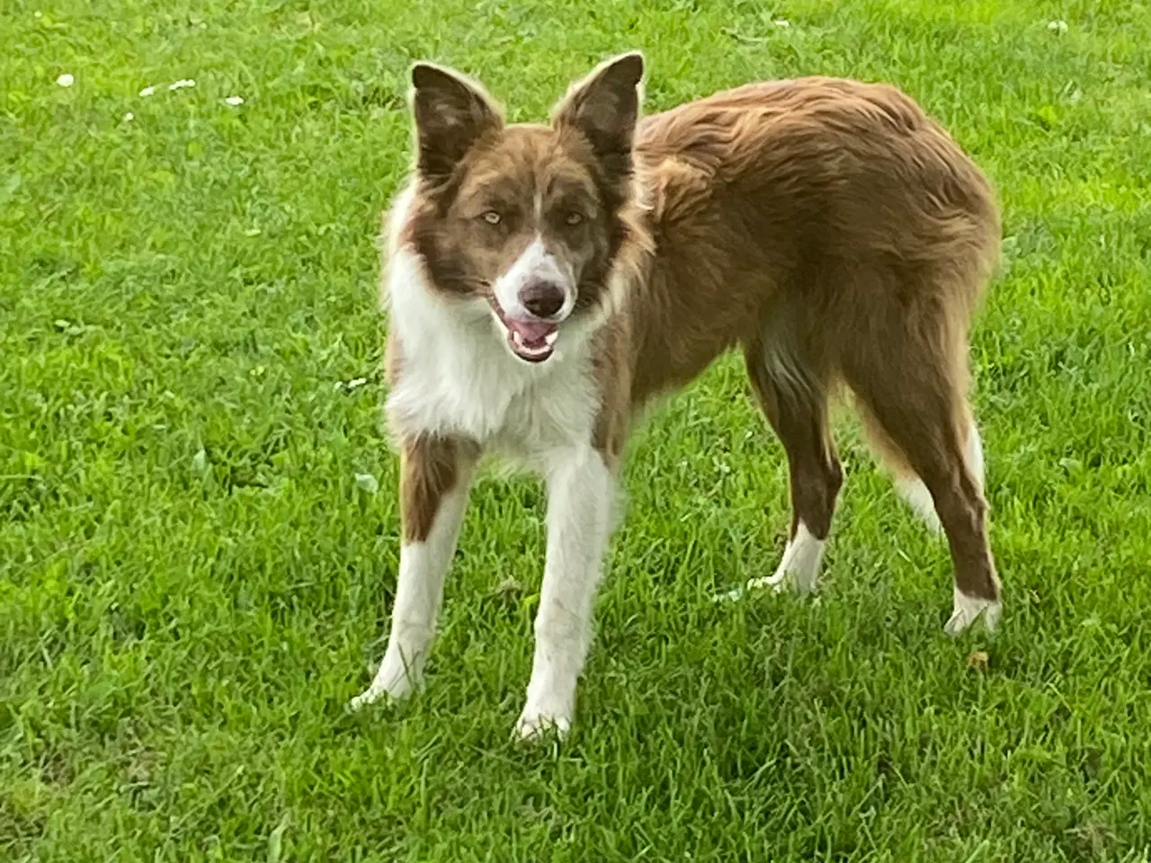 Billede 6 - Border collie tæve