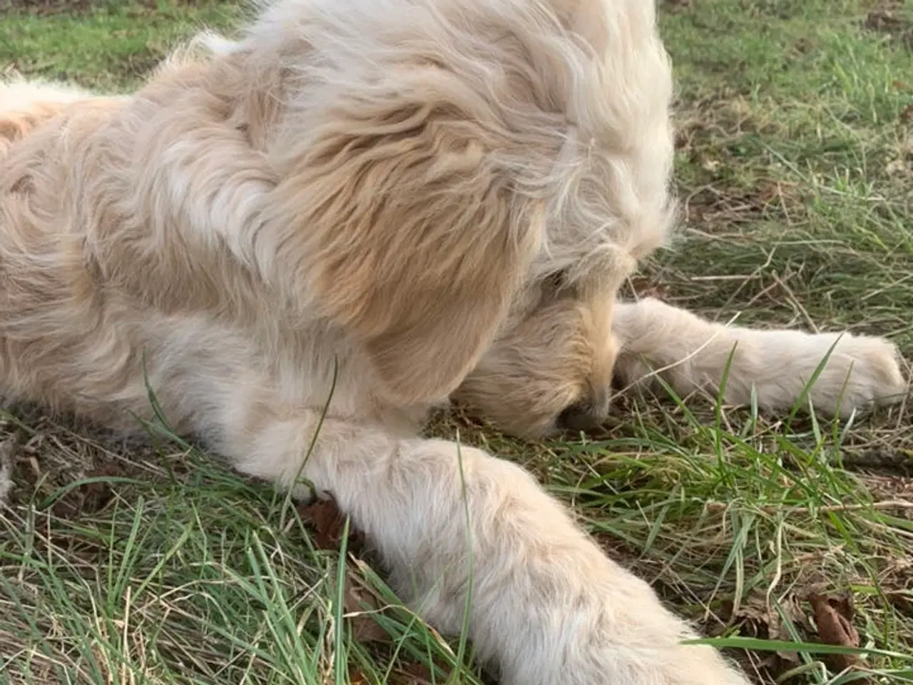 Billede 7 - Allergivenlige goldendoodles hvalpe