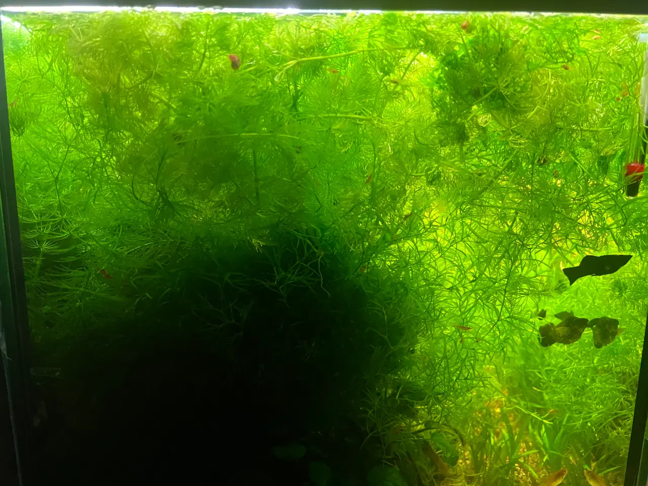 Billede 3 - Poser med planter 