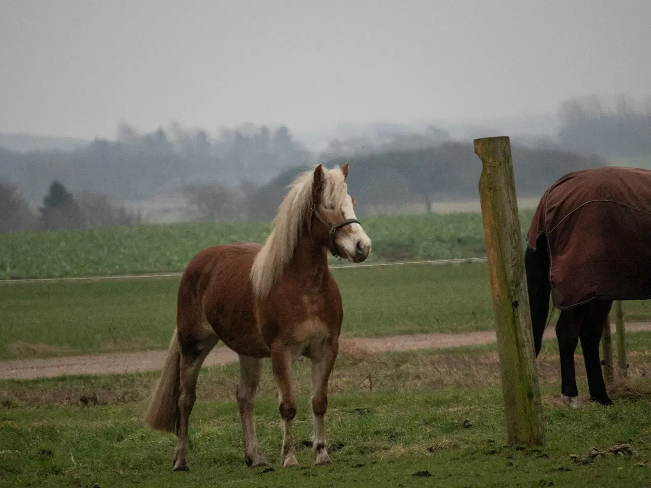 Billede 7 - Haflinger hoppe 3 år sælges