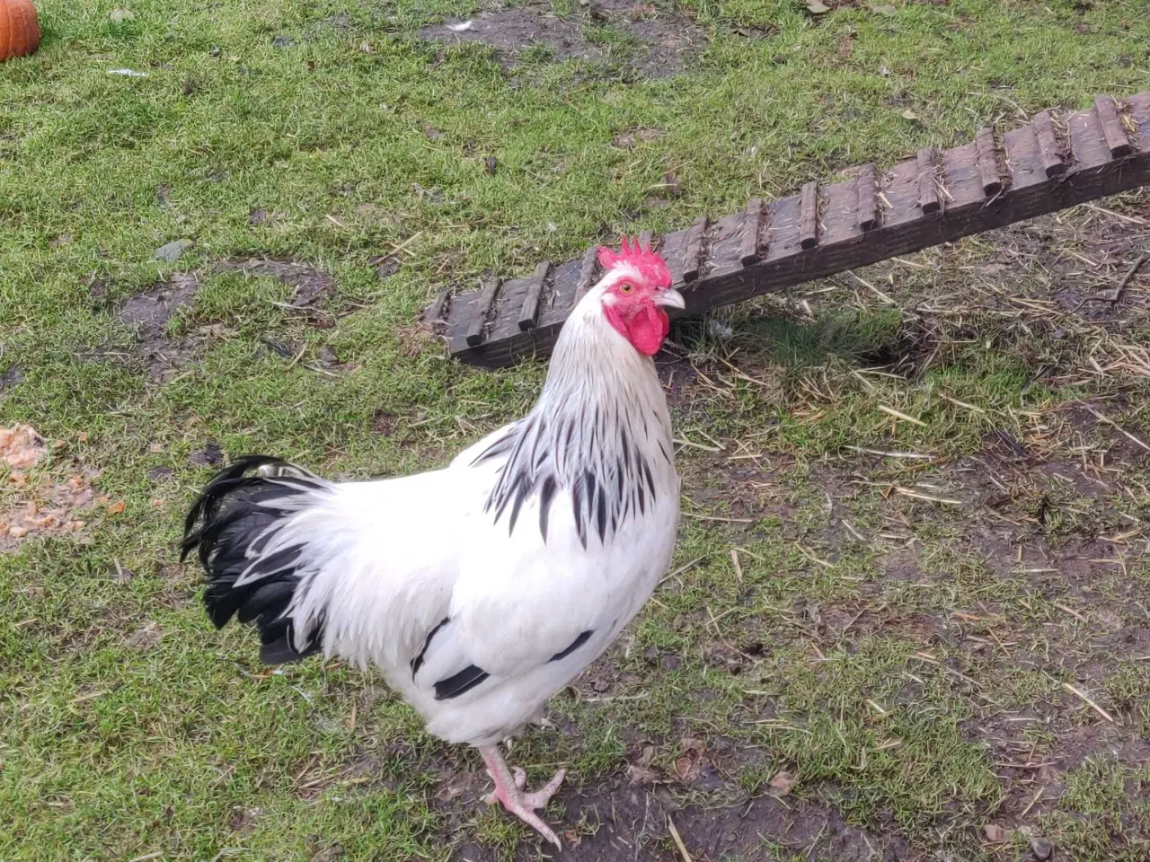 Billede 1 - Sussex høns, 3 høner, 1 hane 2025