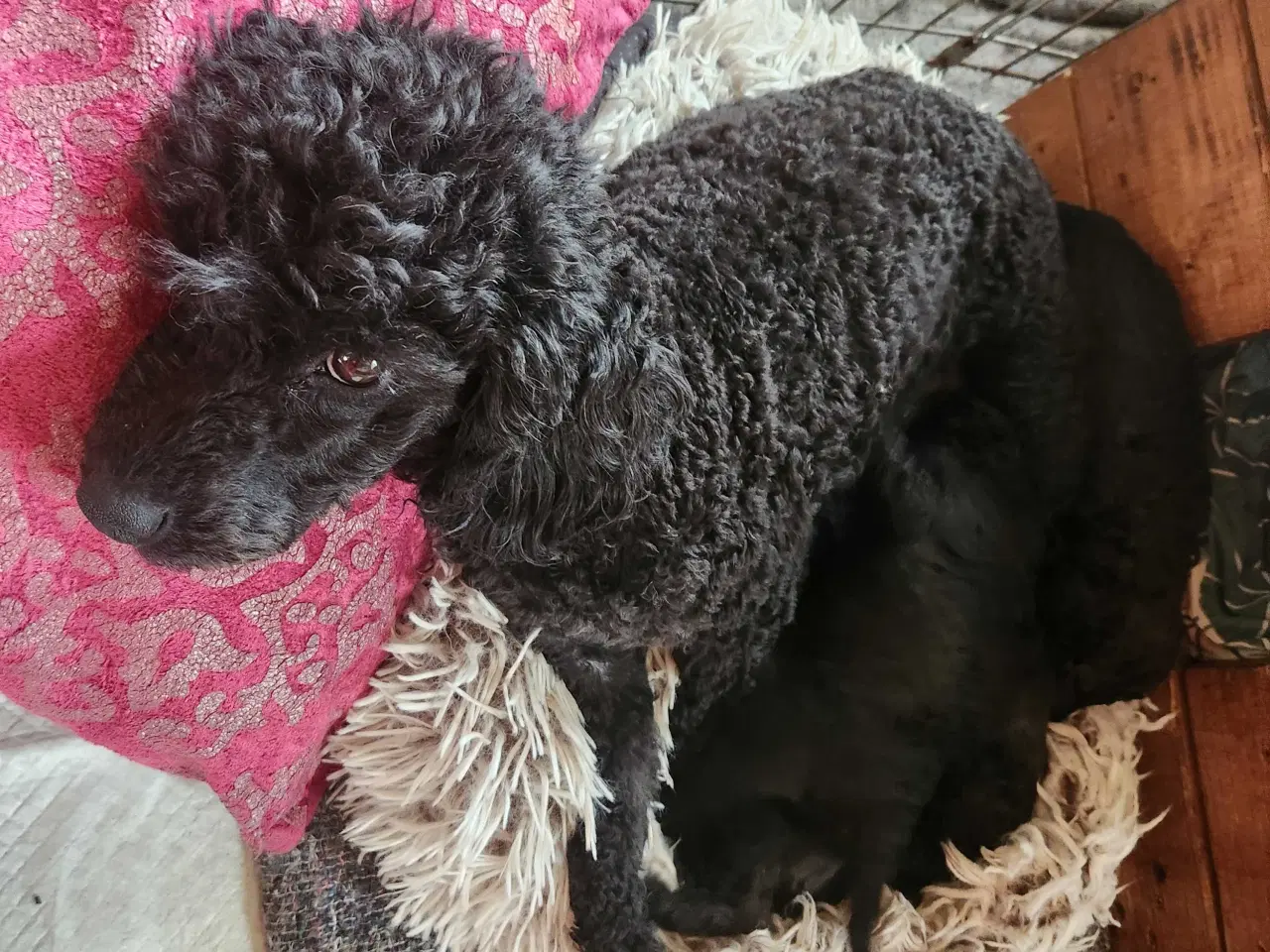 Billede 11 - Bamserne søger ny opvartning 