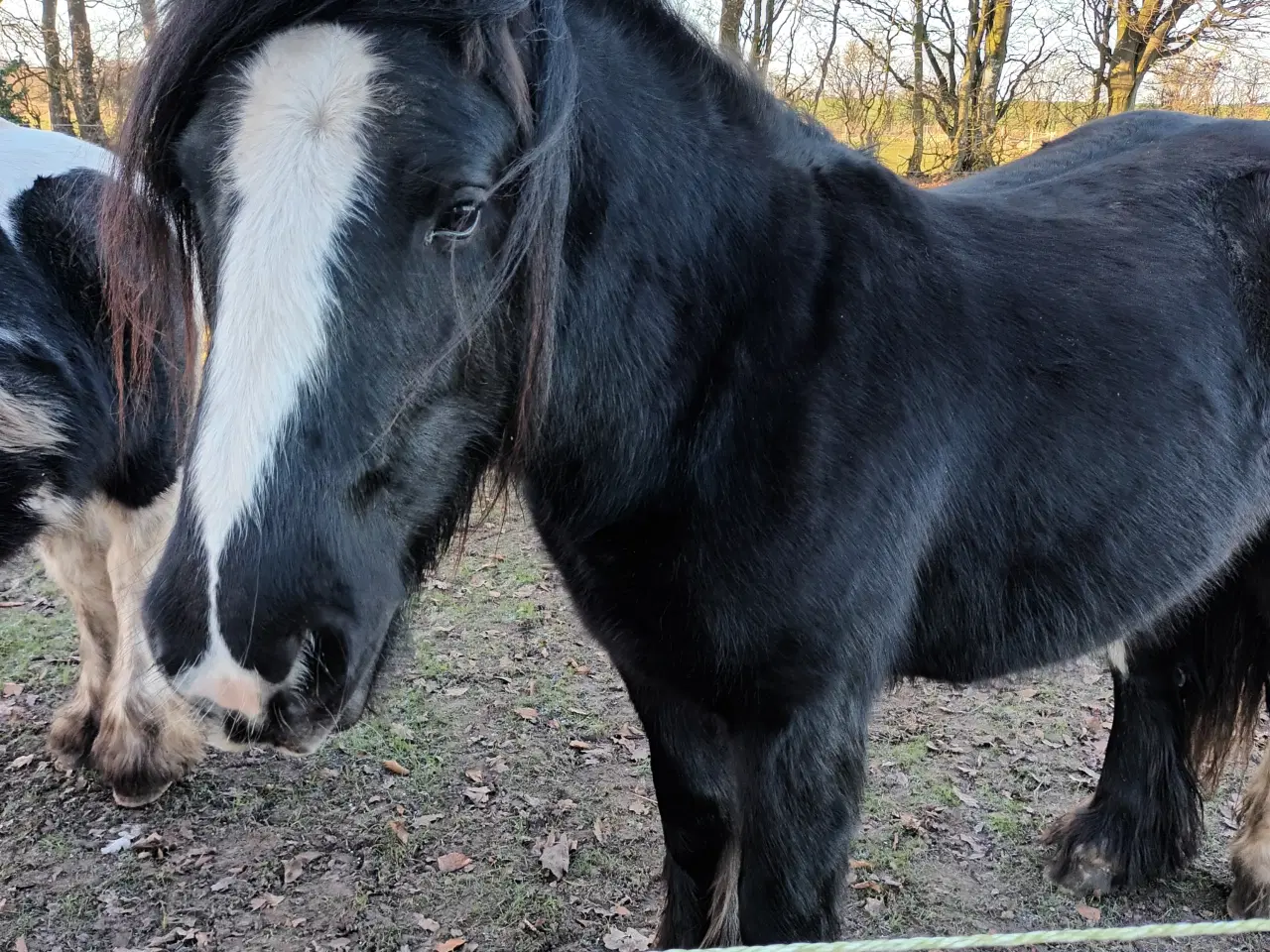 Billede 2 - Irish Cop vallak