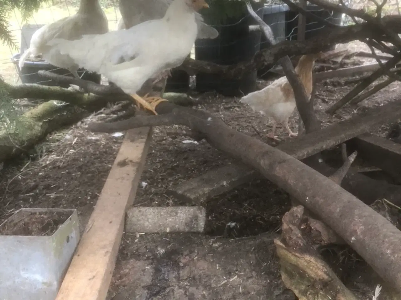 Billede 1 - 3 unge høner fra oktober 