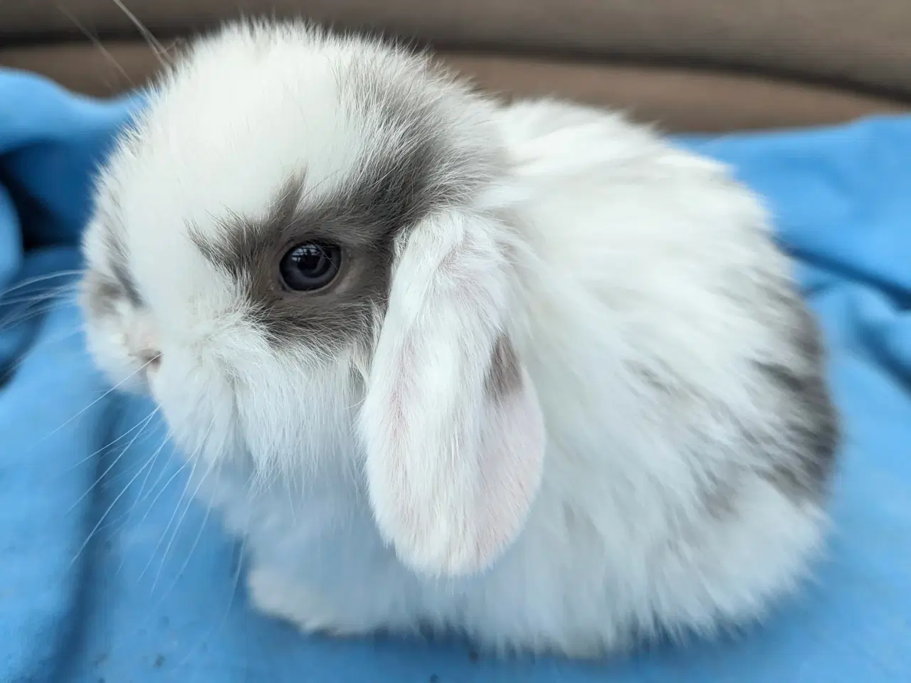 Billede 2 - Minilop kaninunge sælges 