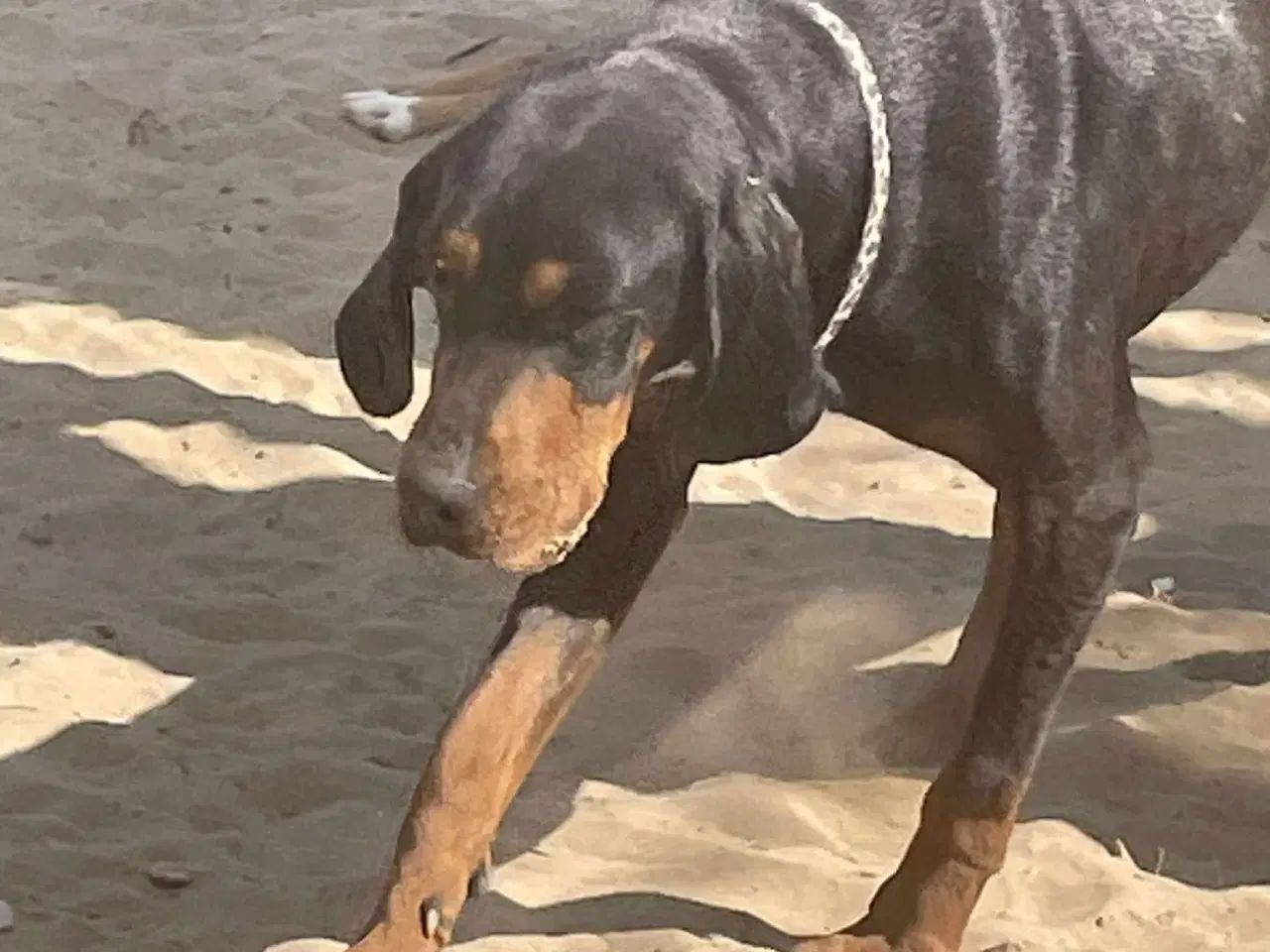 Billede 1 - Smukke Ripley søger sit otium 🩷