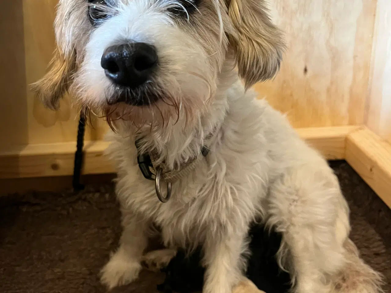 Billede 17 - 3 tævehvalpe sælges - Jack Russell / Bichon Havana