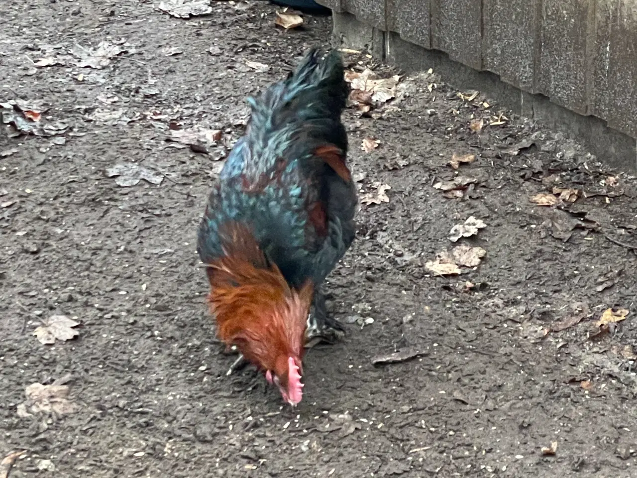 Billede 6 - Sort kobber maran haner