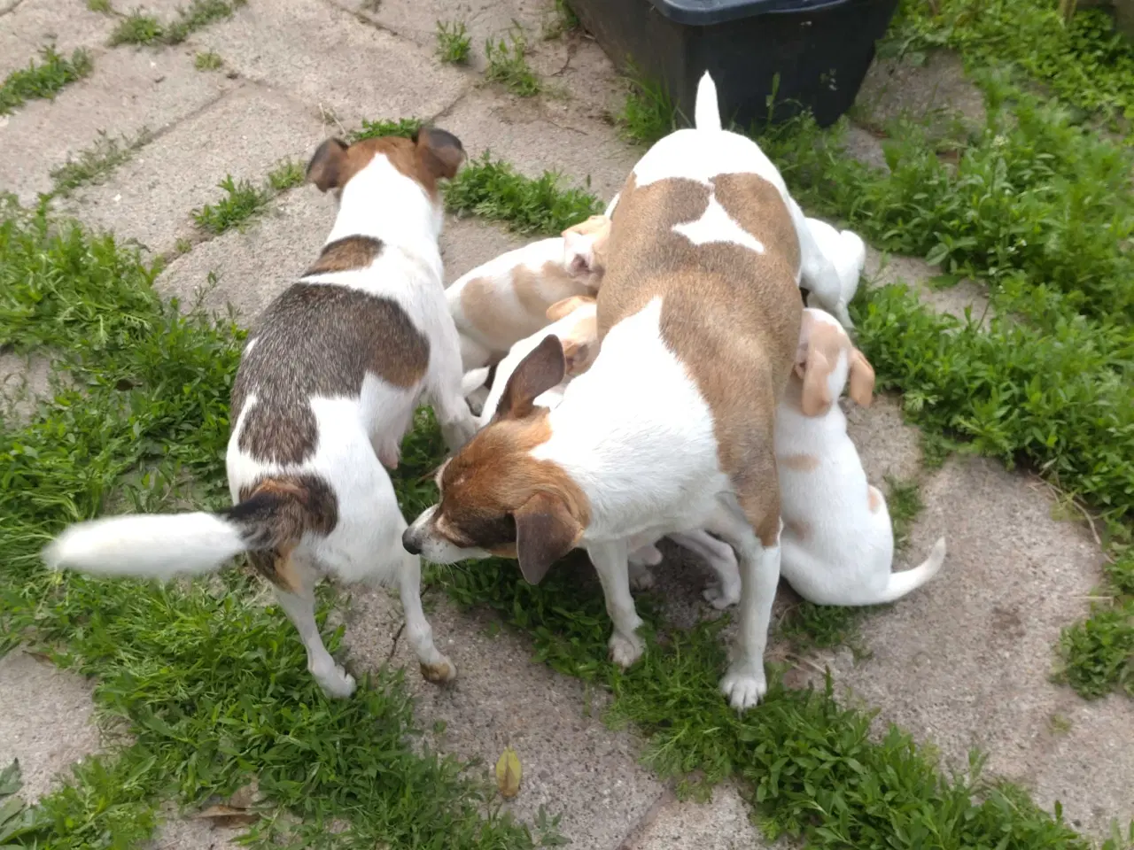 Billede 10 - Dansk/svensk gårdhunde hvalpe