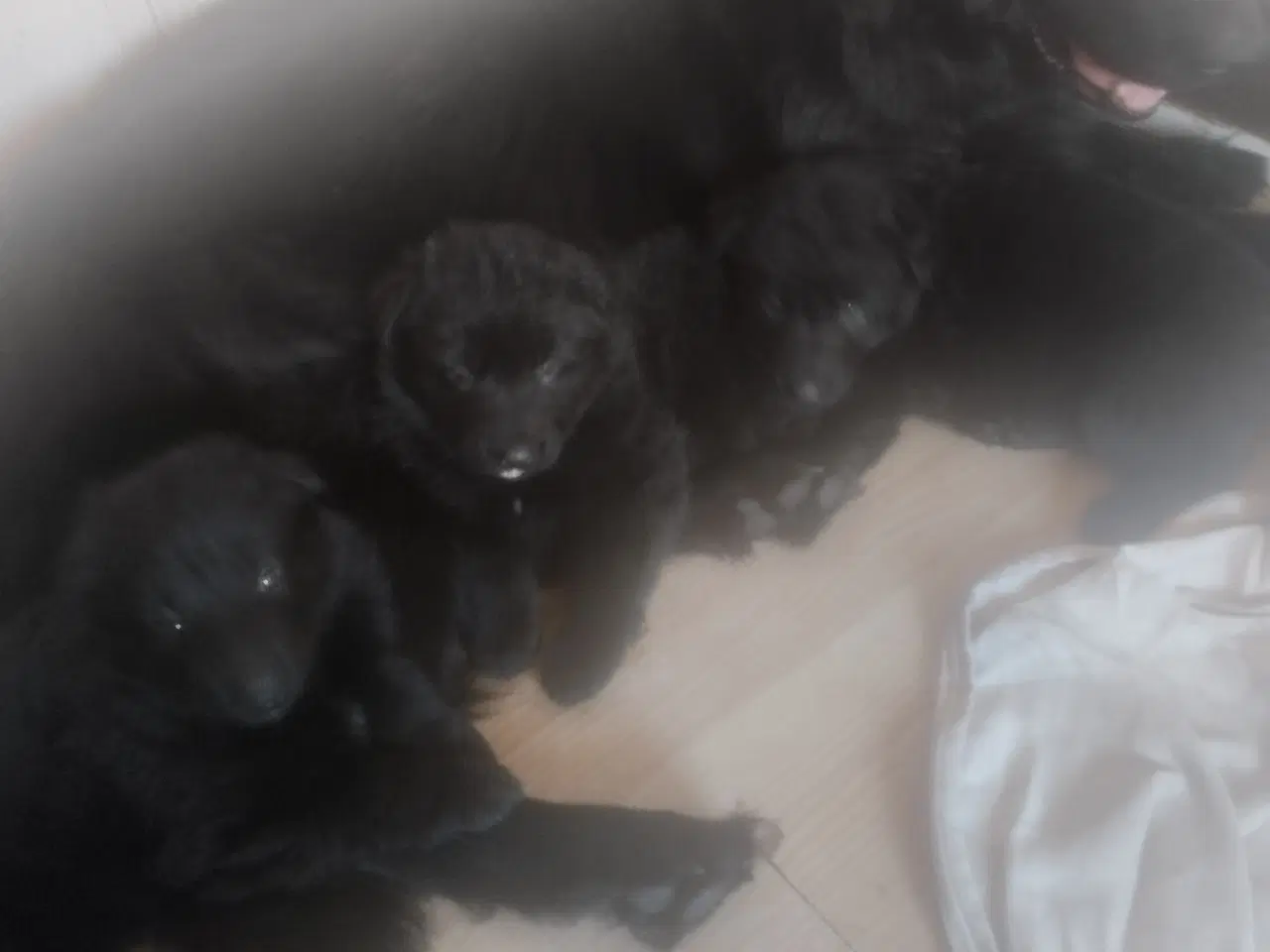 Billede 1 - Schæfer hvalp langhår sort