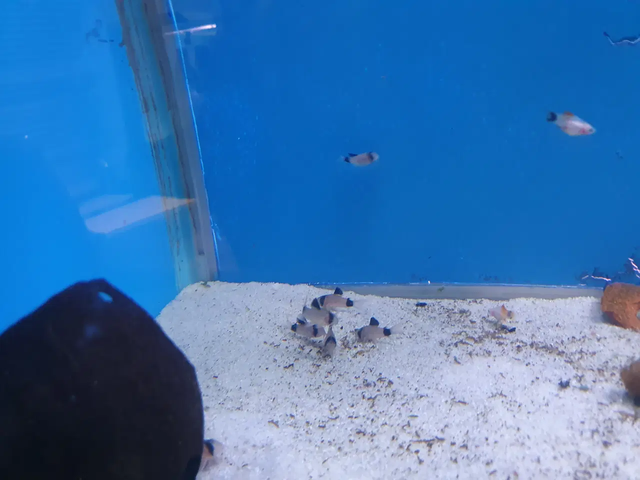 Billede 7 - Corydoras Panda sælges! 🐼