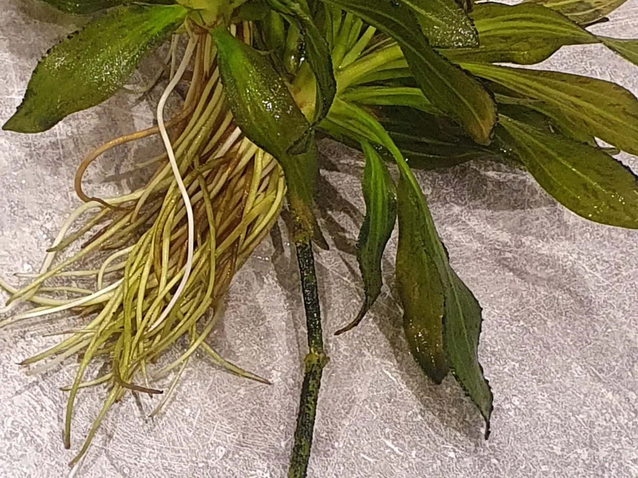 Billede 3 - Planter til akvarium, b: 27 h: 20, Echinodorus uru