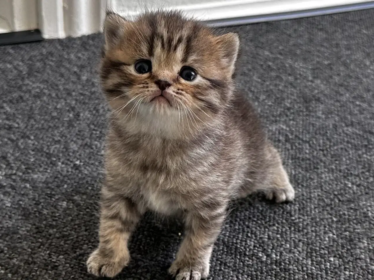 Billede 6 - British shorthair killinger søger hjem