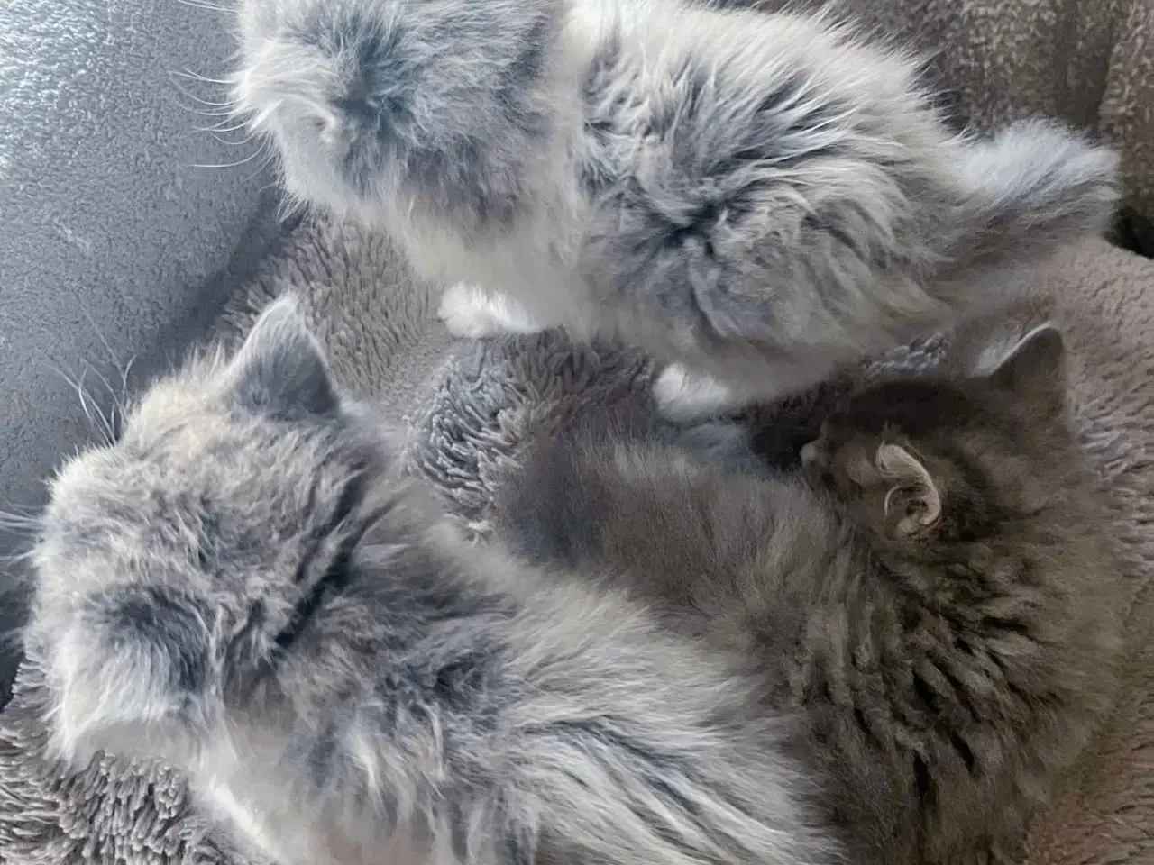 Billede 2 - Mainecoon killinger 