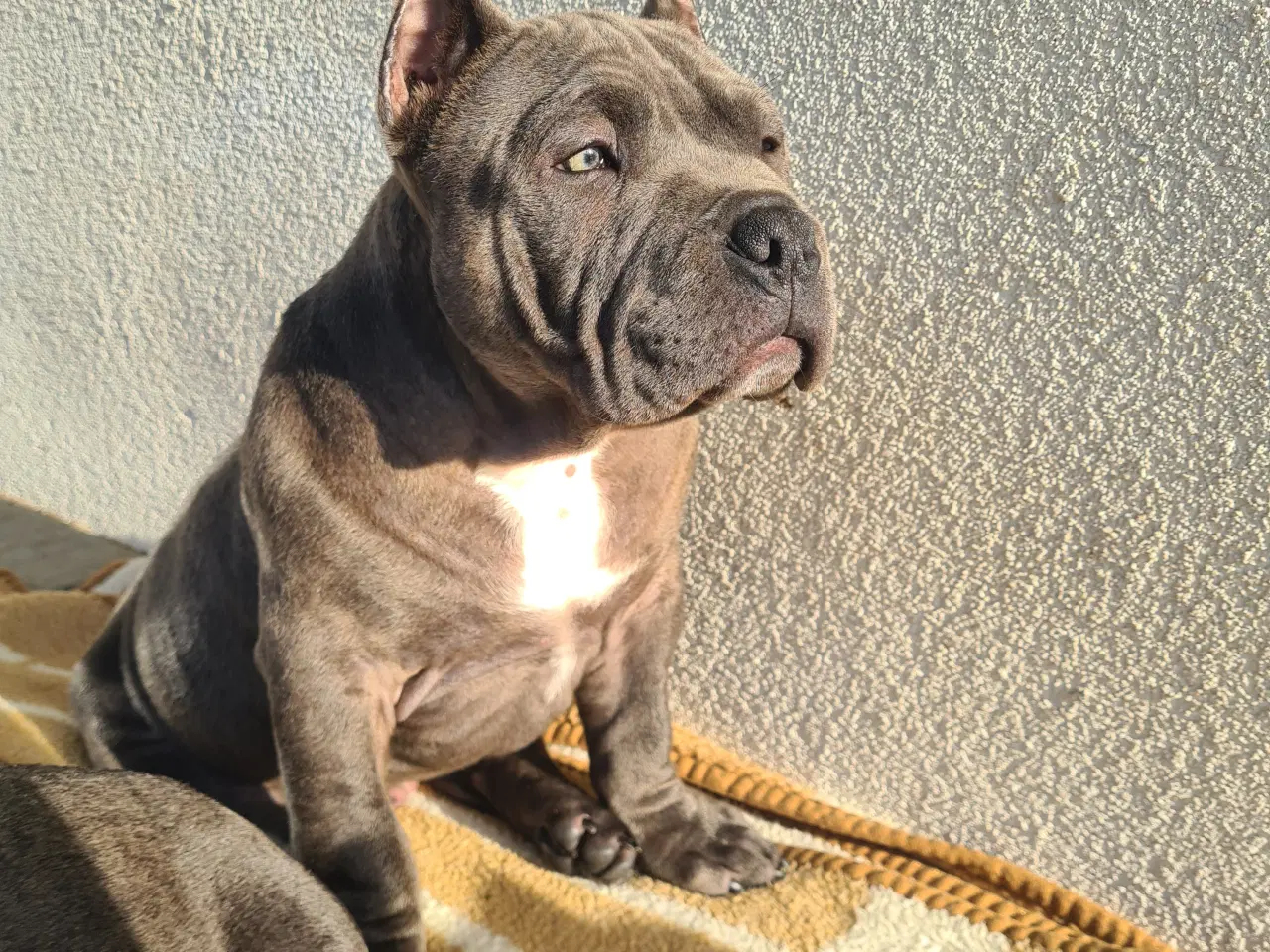 Billede 4 - American Bully Tilbage 