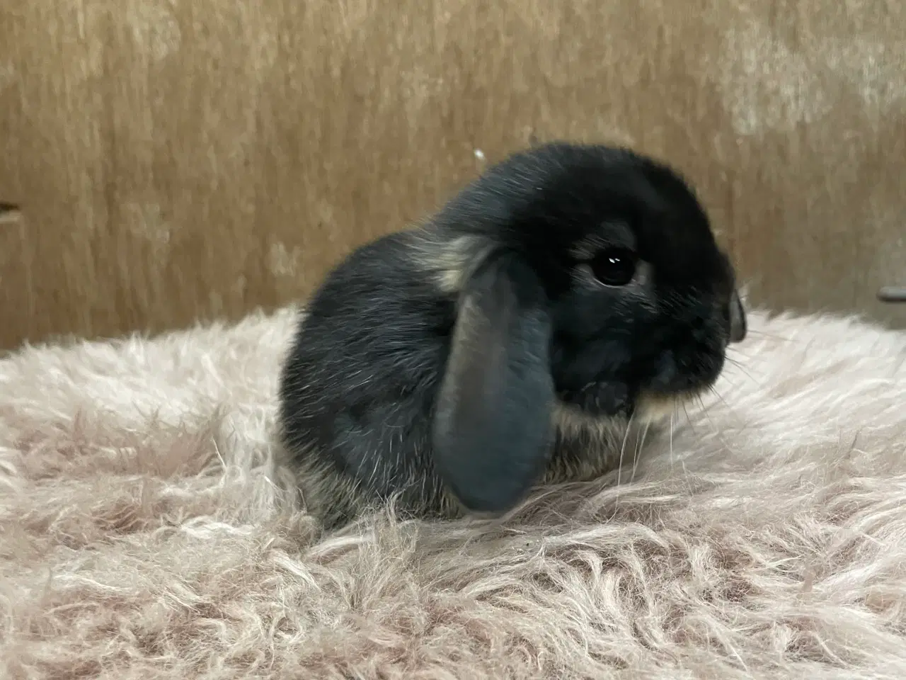 Billede 3 - Minilop unge klar 20/2 (dreng)