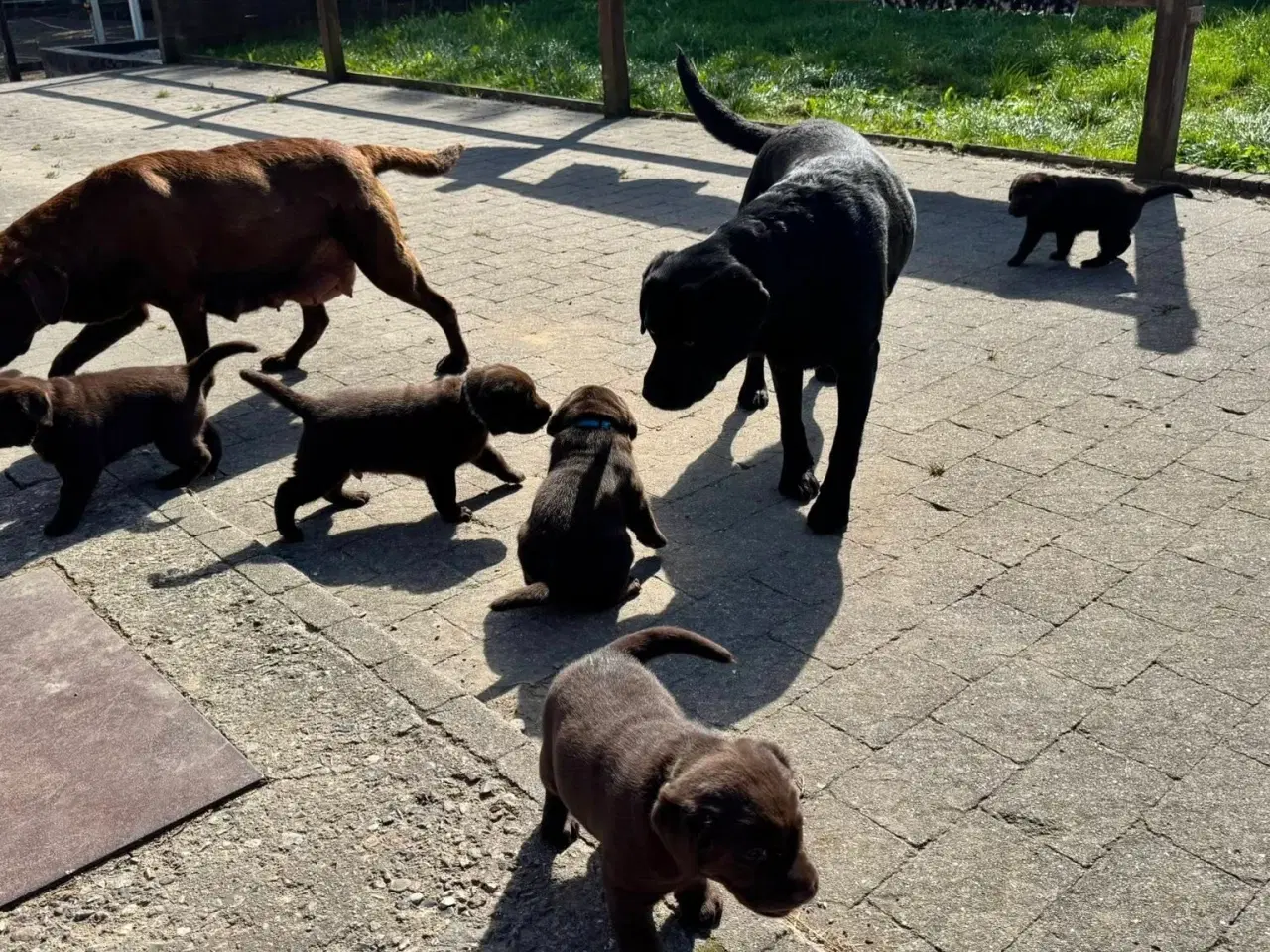 Billede 12 - Brune Labrador hvalpe med DKK stamtavle