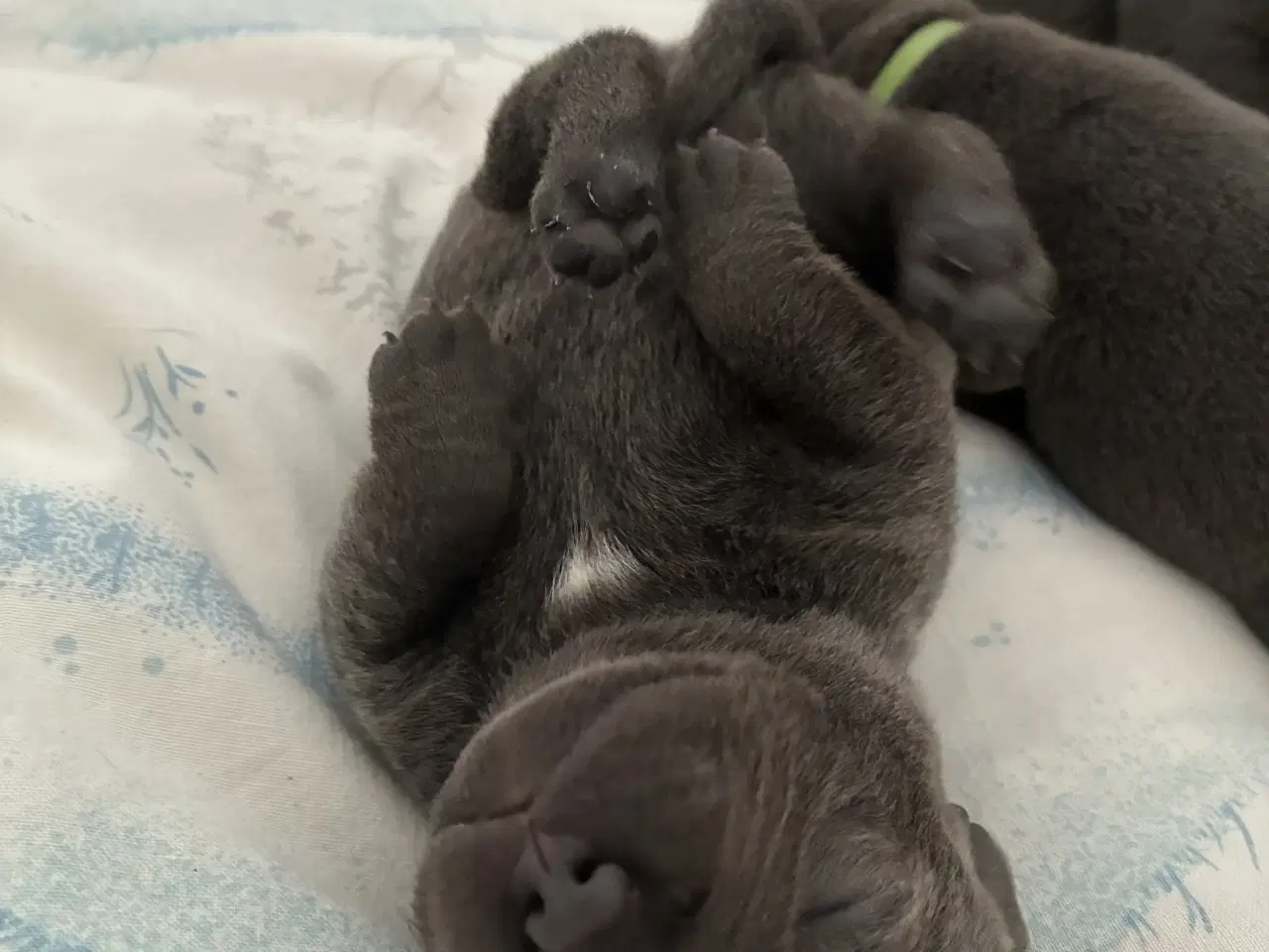 Billede 4 - Blå Staffy salgsklar fra d 13/2-26