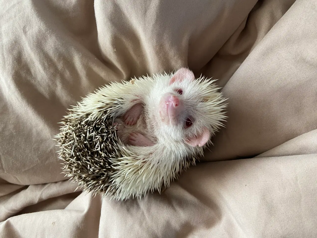 Billede 1 - Afrikansk Pygmæ Pindsvin