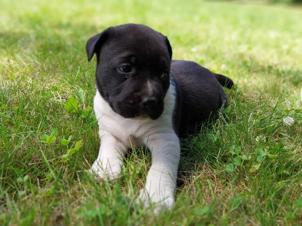 Billede 7 - Labrador/boxer