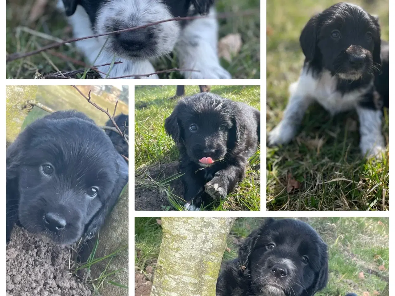 Billede 18 - Border Cocker klar til at flytte hjemmefra💙🏡